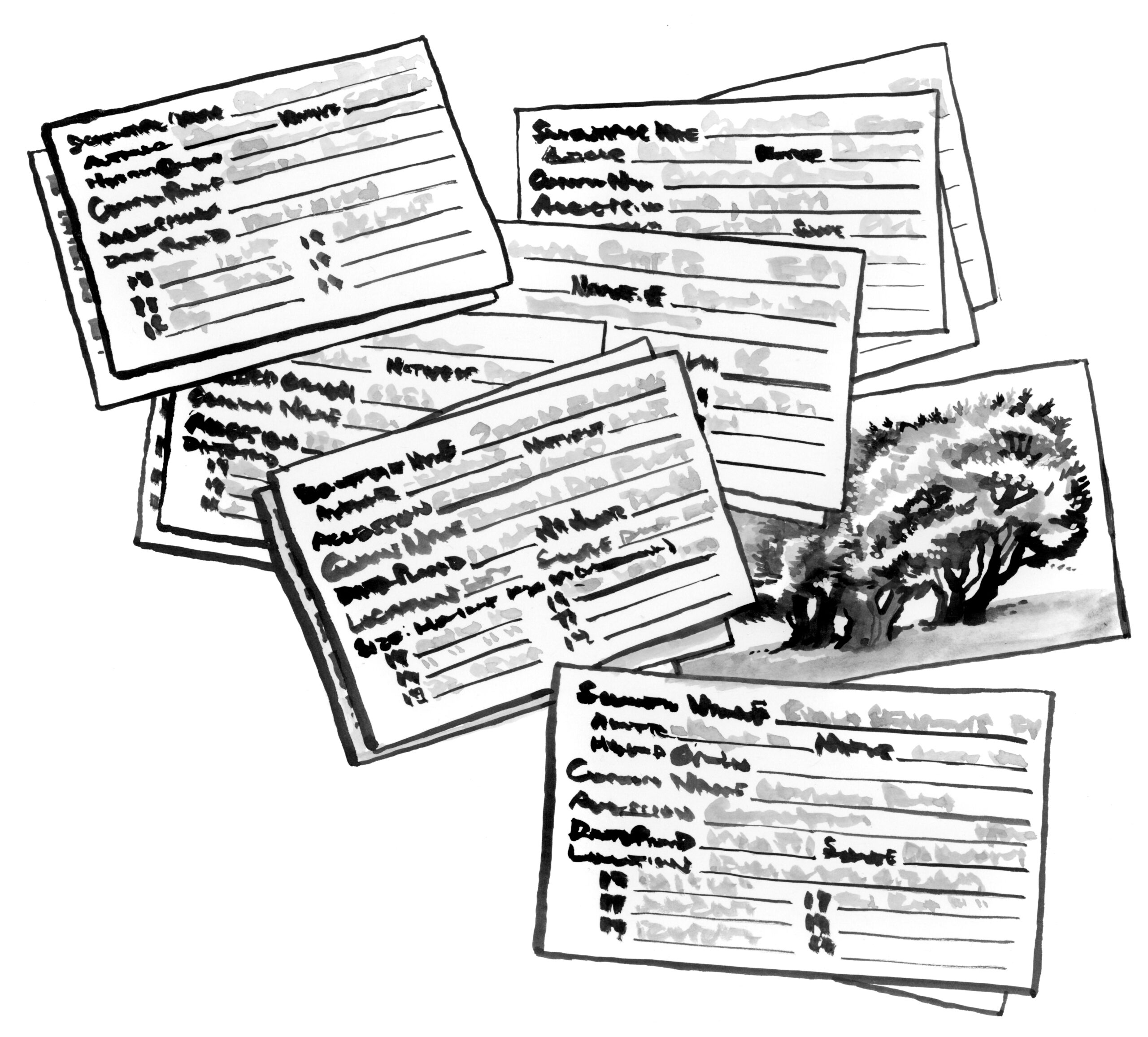 Illustration of collection records on index cards.