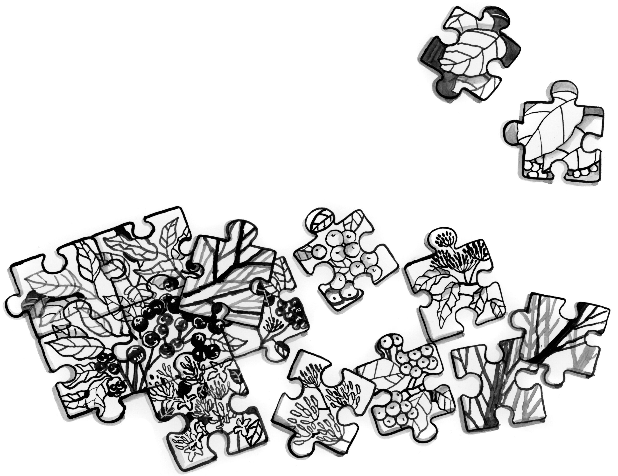 Illustration of dogwood fruit and foliage as a jigsaw puzzle, pieces assembled and apart.
