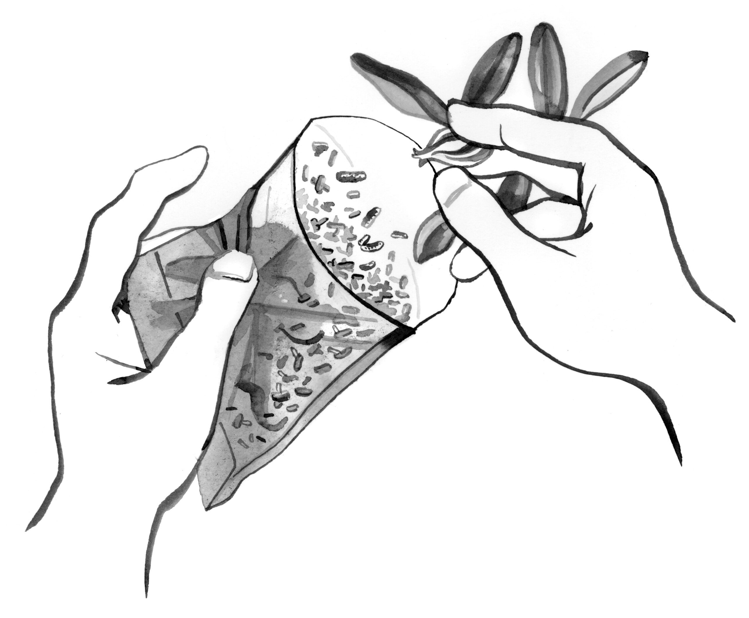 Illustration of hands sifting seeds from ripe seed pod into a glassine envelope.