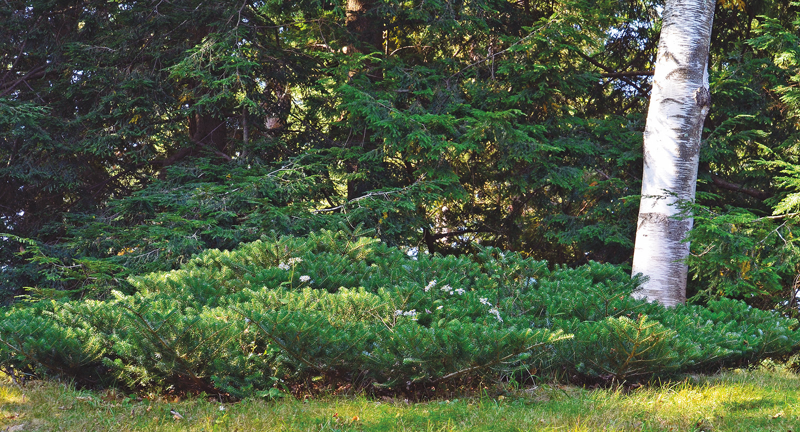 Abies koreana 'Prostrate Beauty' at the Arnold Arboretum