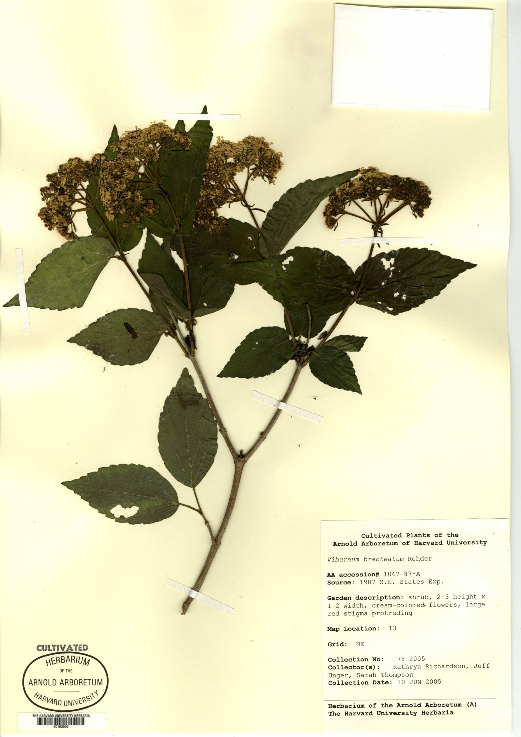 Piece of paper with dried branch, leaves, and flower on it