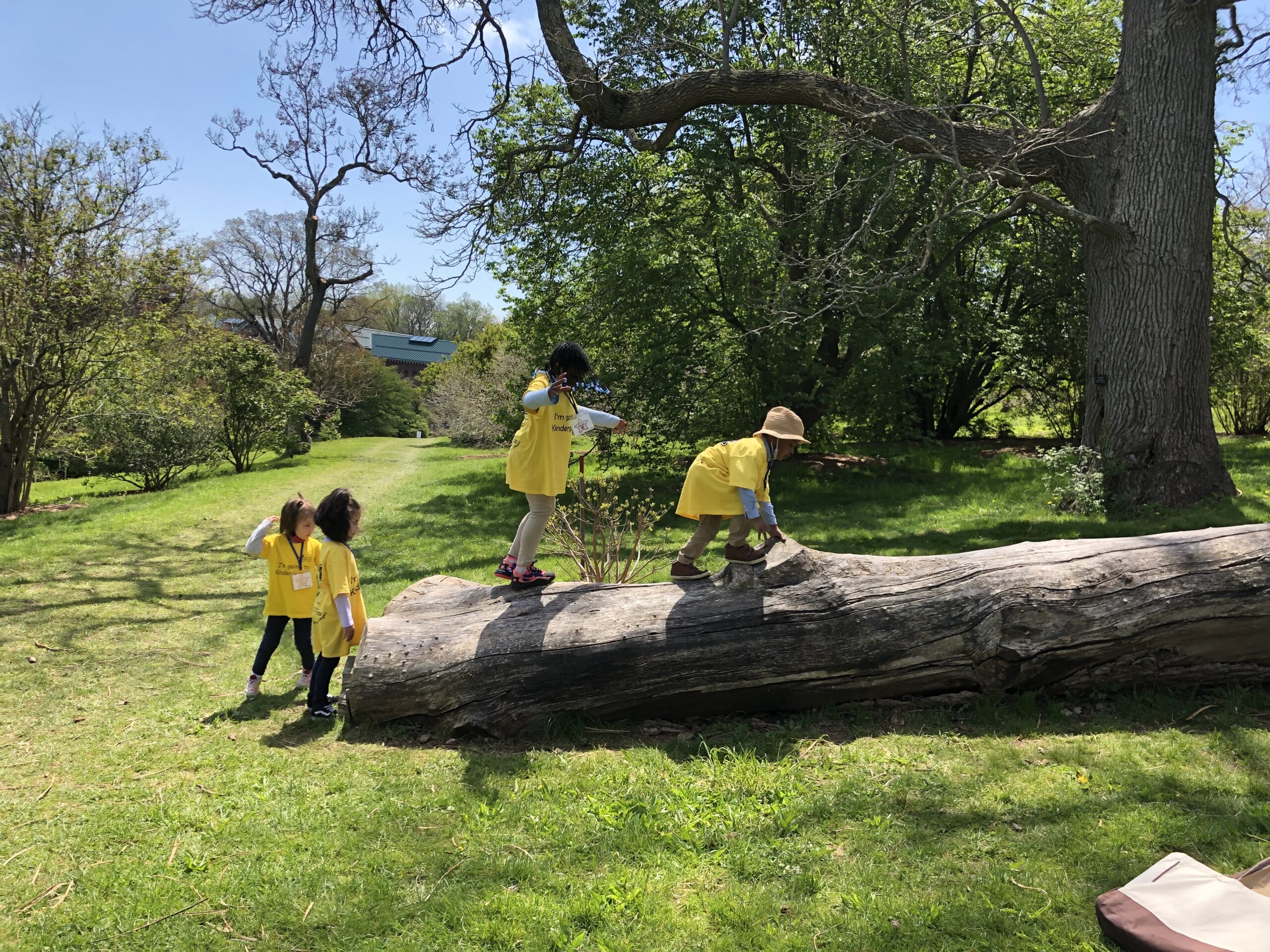 Children climb a fallen tree trunk.