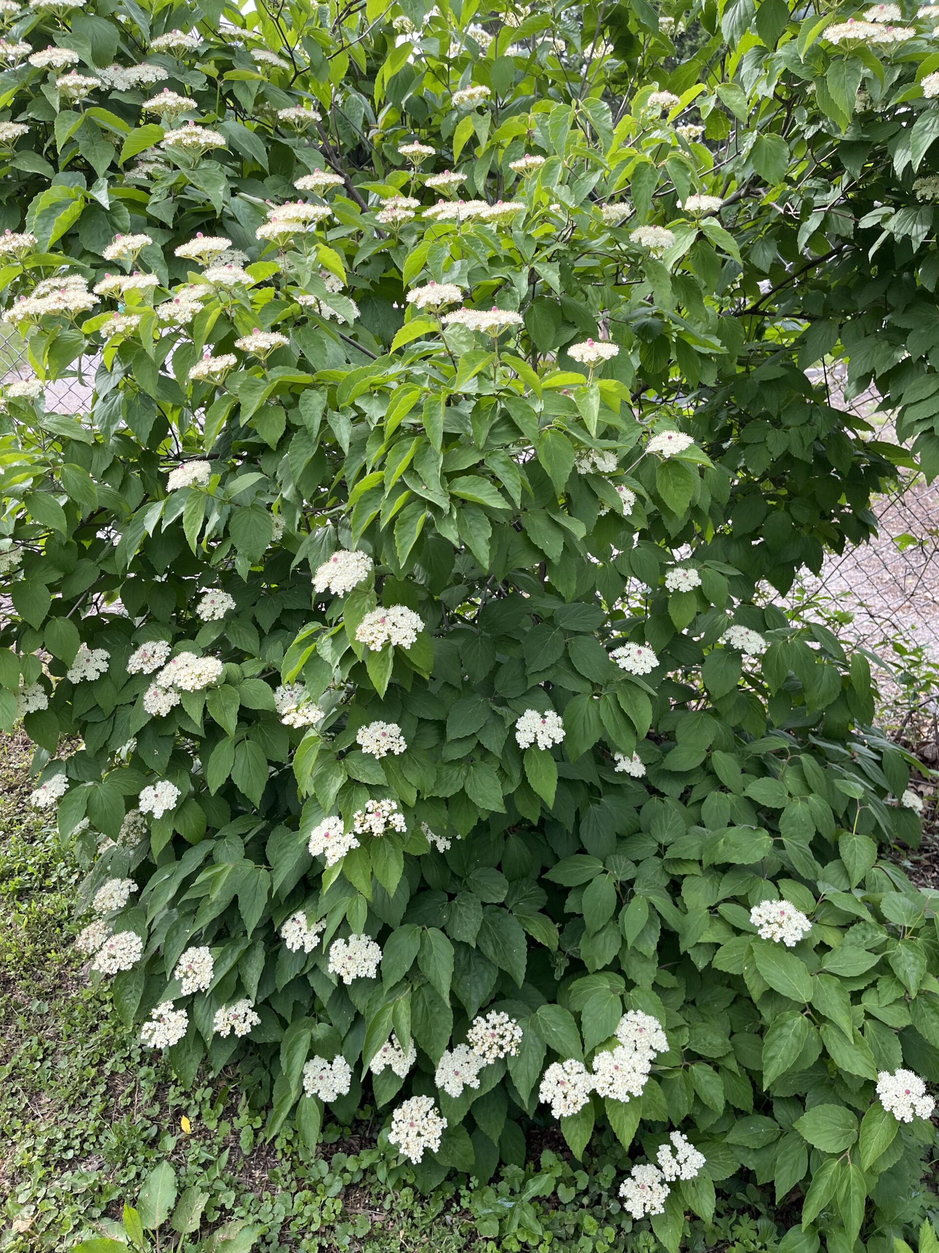Green-leafed shrub with clusters of white flowers