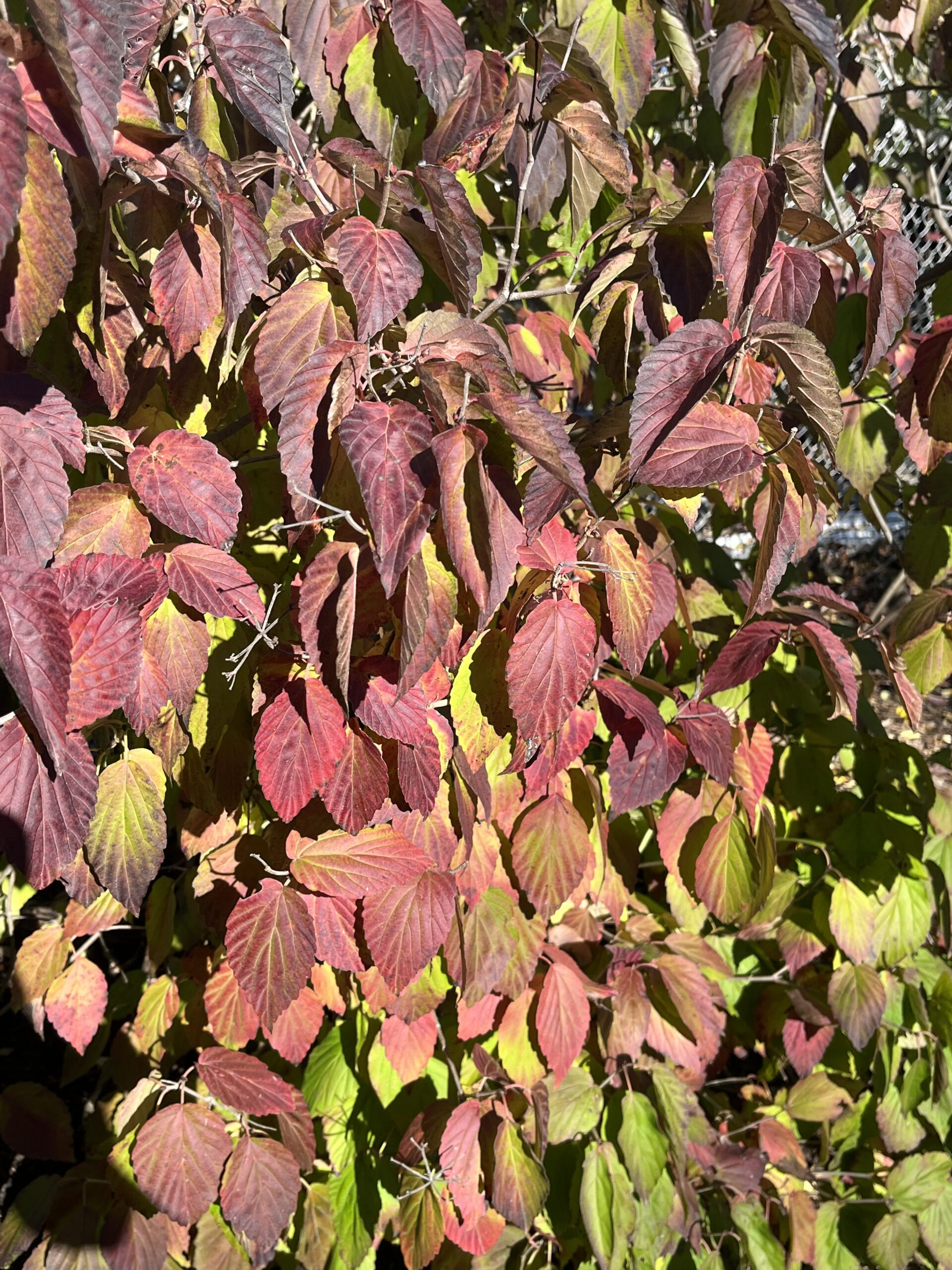 Maroon to bronze leaves on shrub