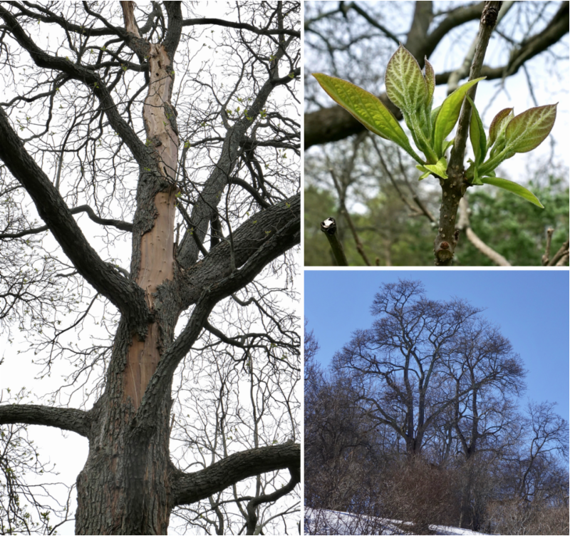 Catalpa damaged by storm