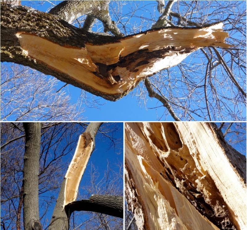 heartwood exposed on a damaged tree