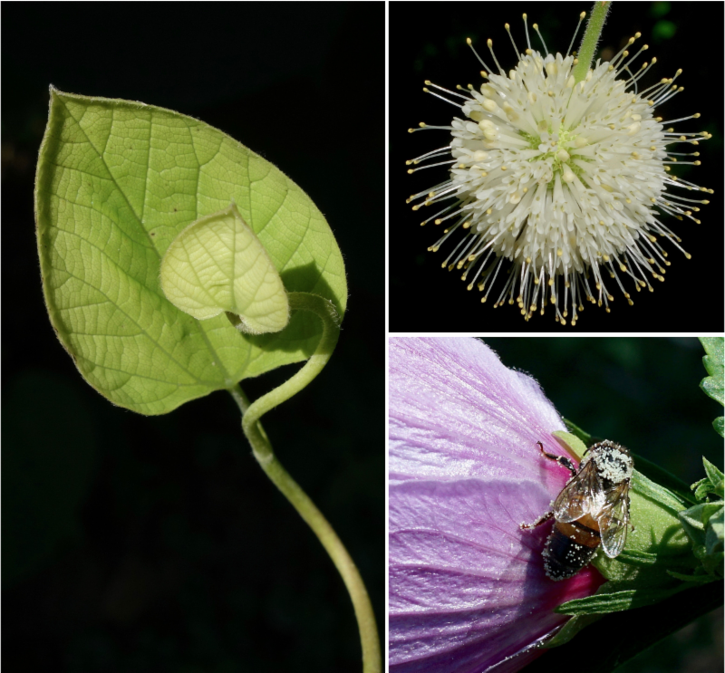 early august seasonal highlights by Ned Friedman