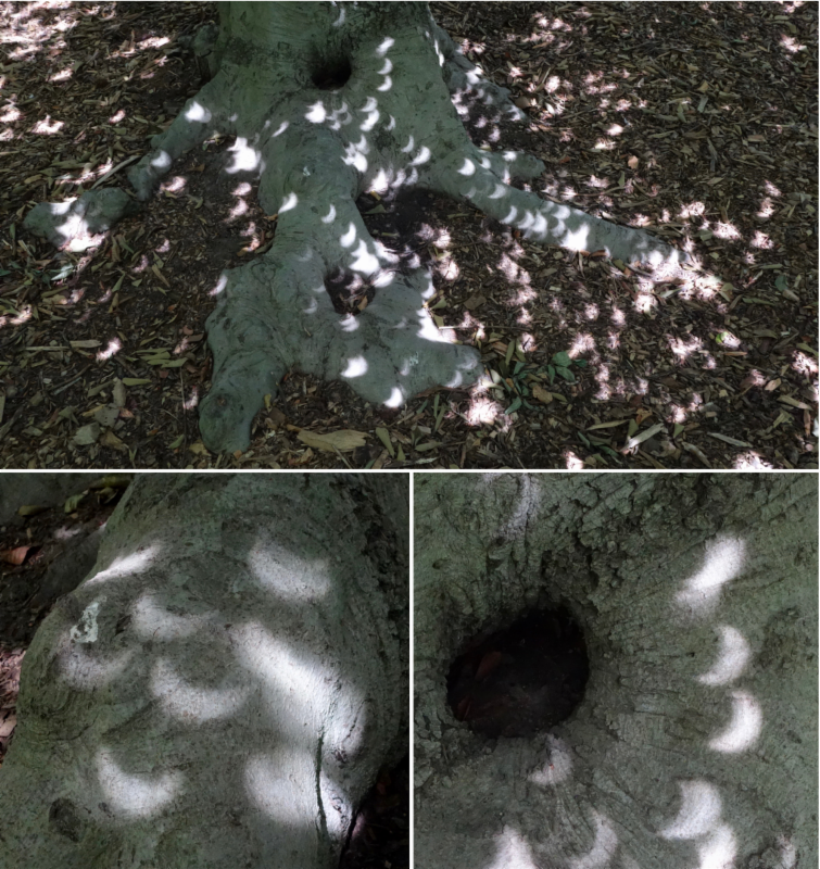 solar eclipse light patterns on a beech