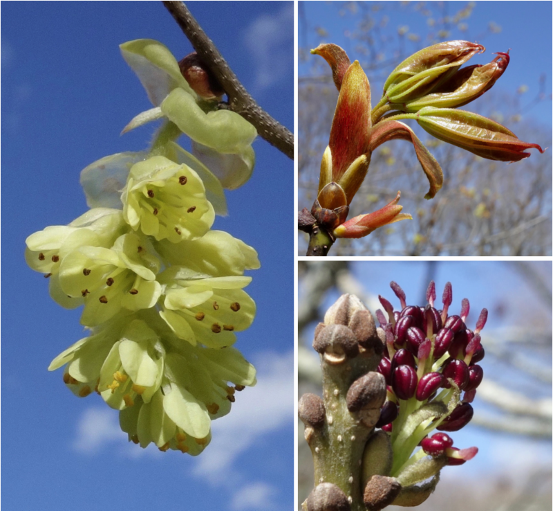 Floral and leaf buds at the Arnold Arboretum