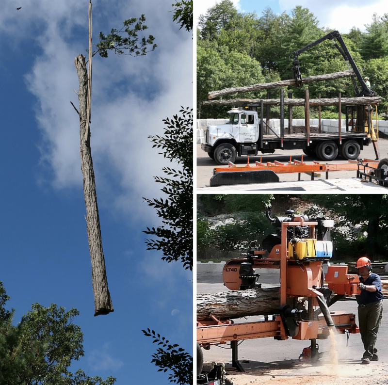 black locust trunk moved by a crane at the Arnold Arboretum
