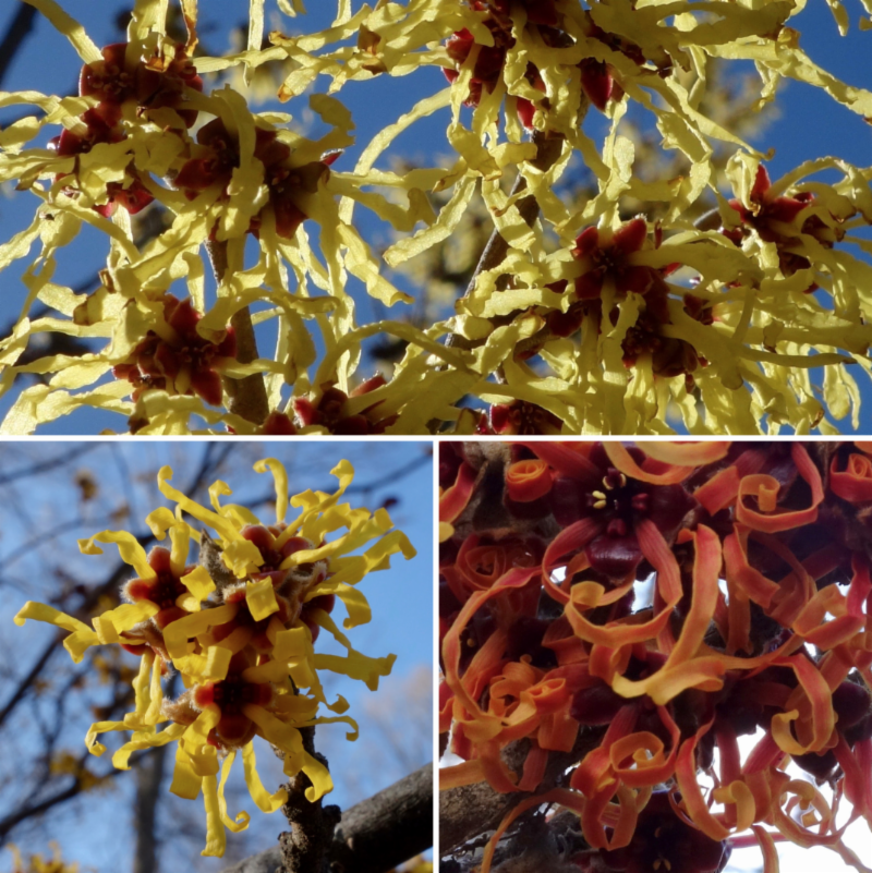 Botanical Thermometers 3-9-19 by Ned Friedman