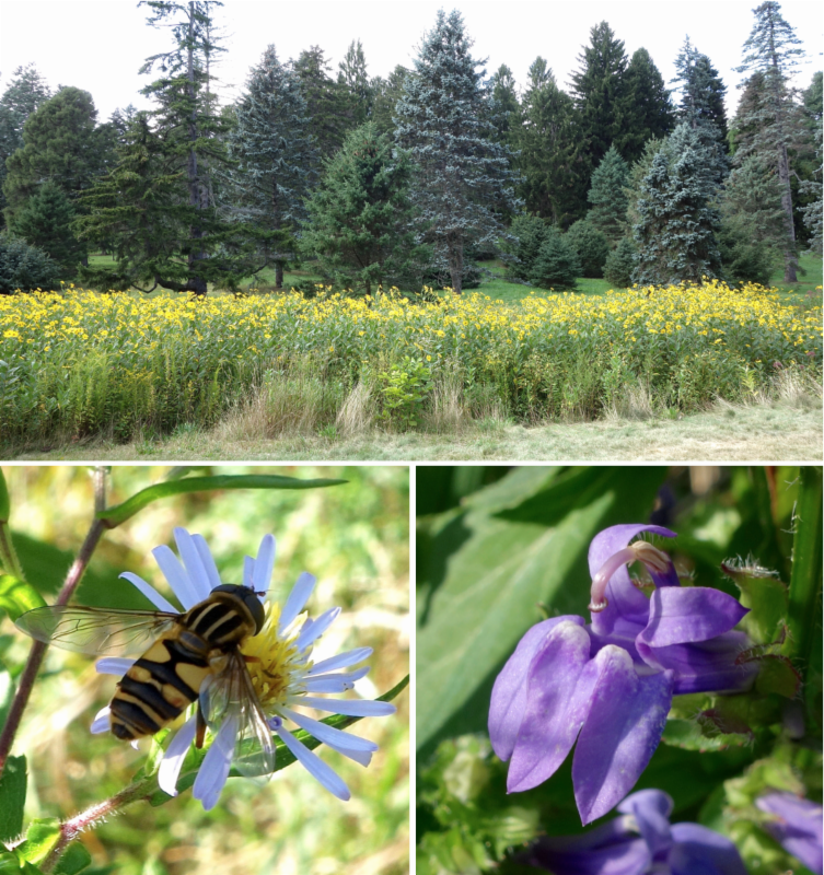 Conifer collection at the Arboretum and perennial flowers by Ned Friedman