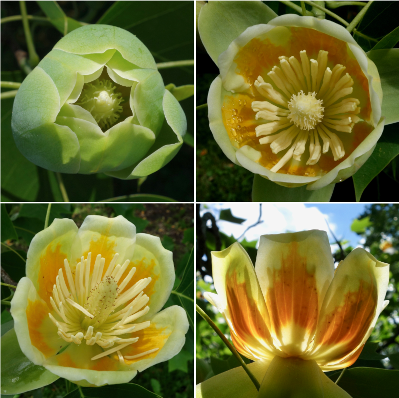 flowers of hybrid tulip tree by Ned Friedman