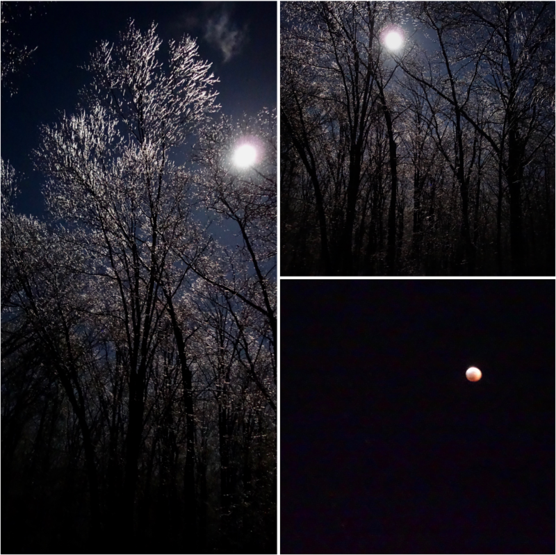 Full moon, clear sky, trees, ice, lunar eclipse night images 1-21-19 by Ned Friedman