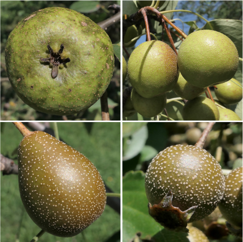 pears at the Arnold Arboretum by Ned Friedman