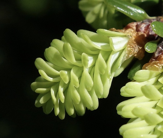 Tsuga diversifolia 1837-77-A bud burst by Ned Friedman
