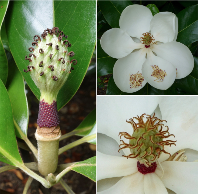 magnolia flower components by Ned Friedman