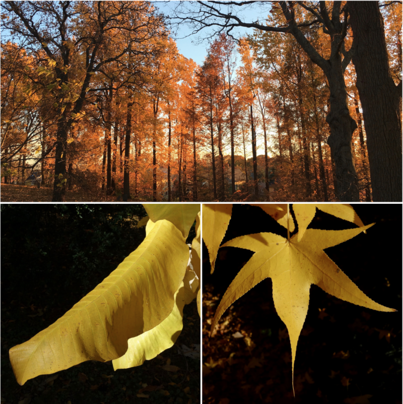 Nothing Gold Can Stay 11-10-18 post by Ned Friedman