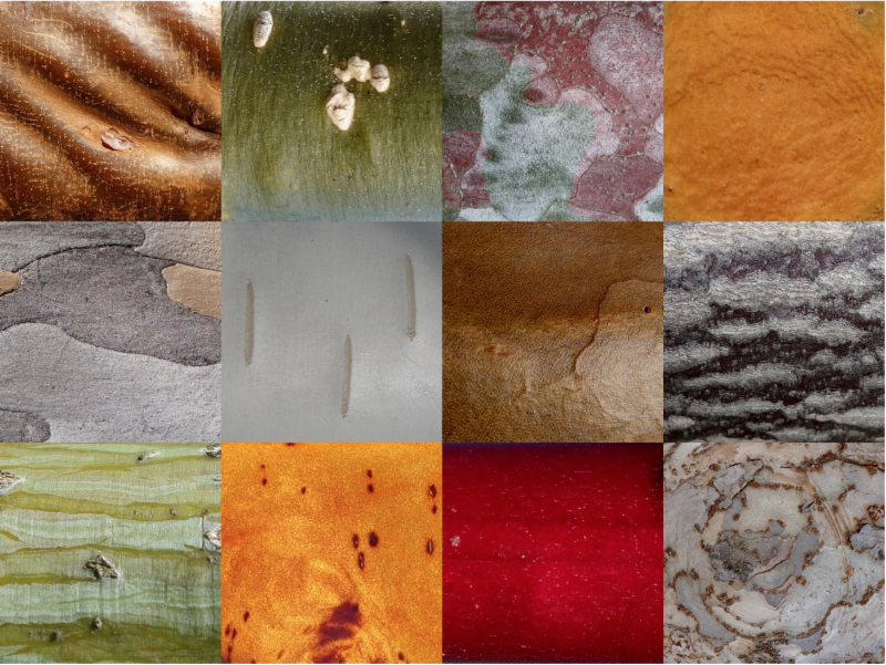 examples of smooth and colorful bark photographed by Ned Friedman