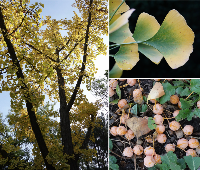 ginkgo tree, ginkgo leaf, and ginkgo fruits by Ned Friedman