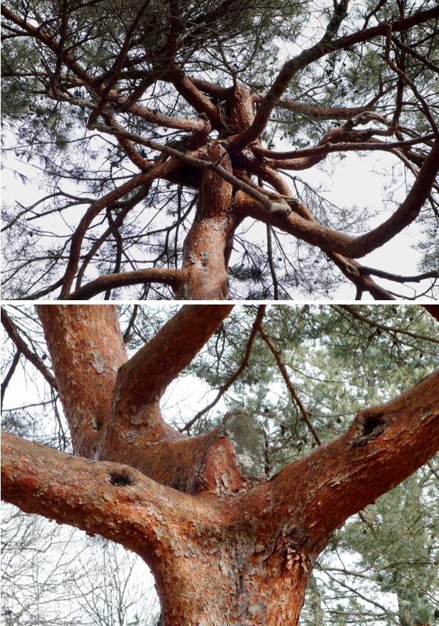 Tree damaged by major storm photographs by Ned Friedman