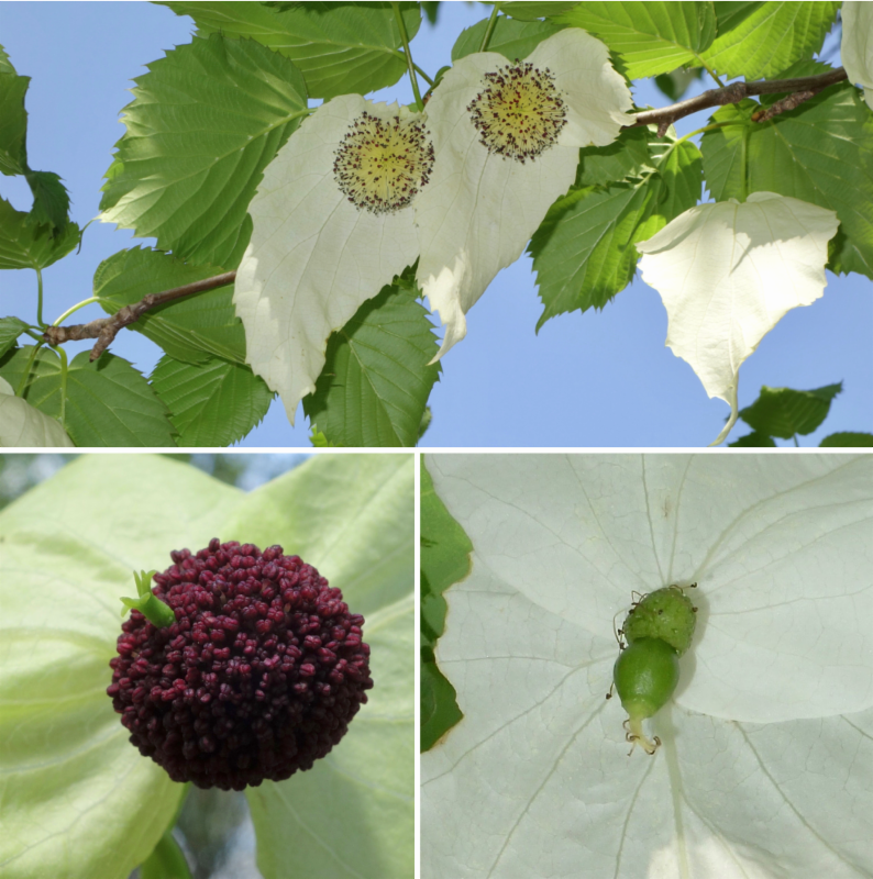Dove tree flowers by Ned Friedman