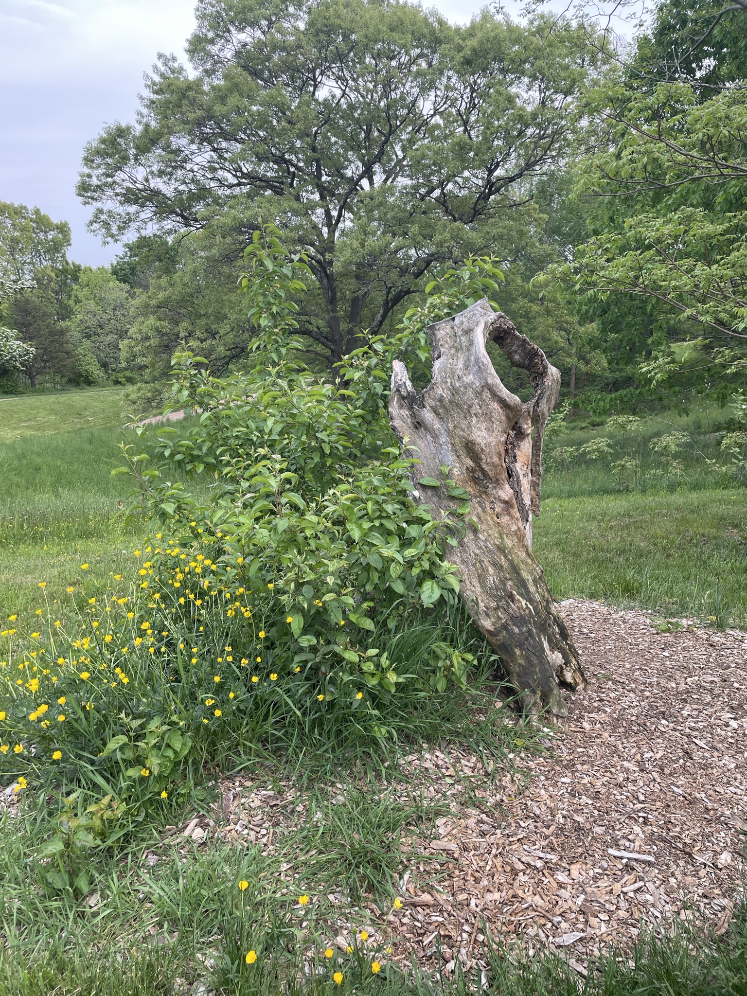 Tree stump with flowers around it