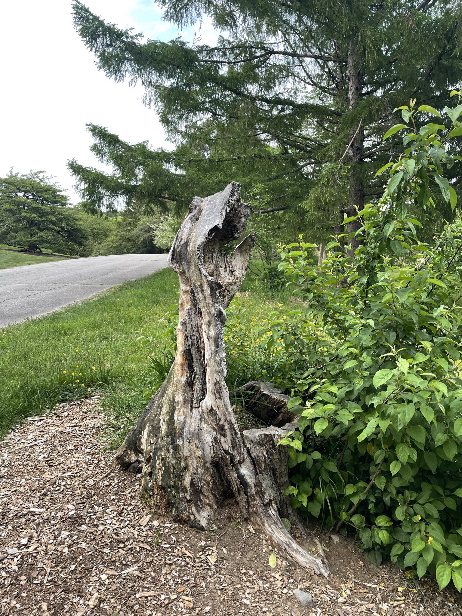 Tree stump with grass and flowers around it