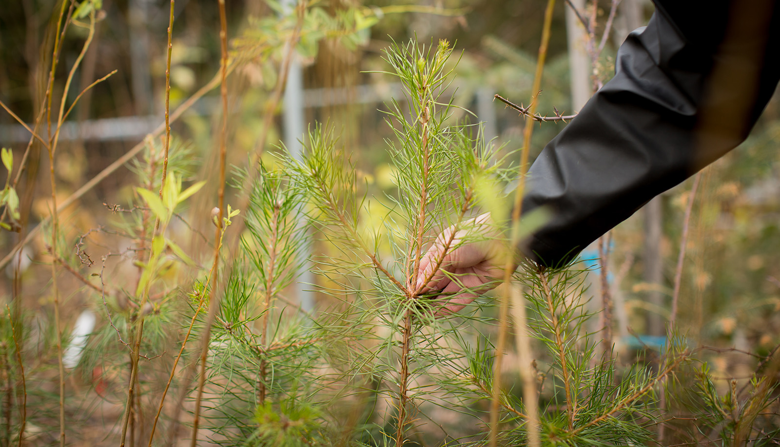Nursery Discount Program at the Arnold Arboretum