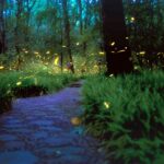 Fireflies in a field with a stone path running through it