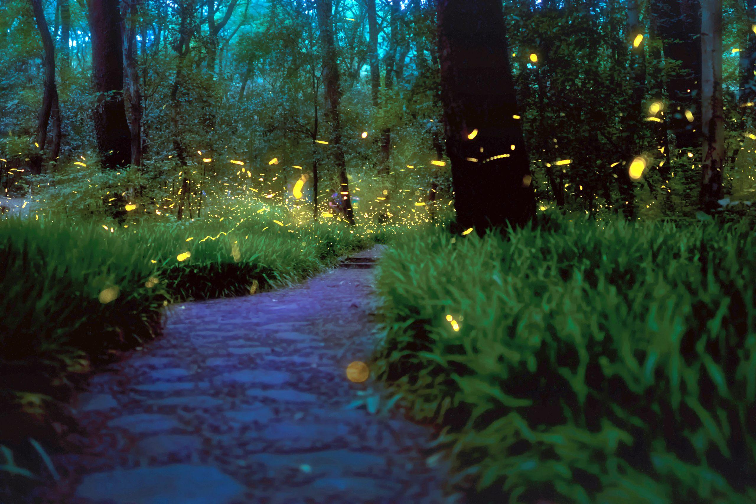 Fireflies in a field with a stone path running through it