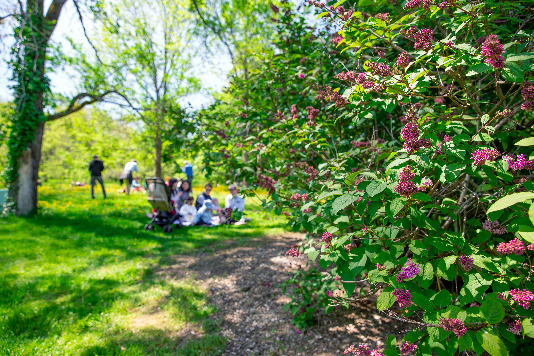 lilacs and visitors