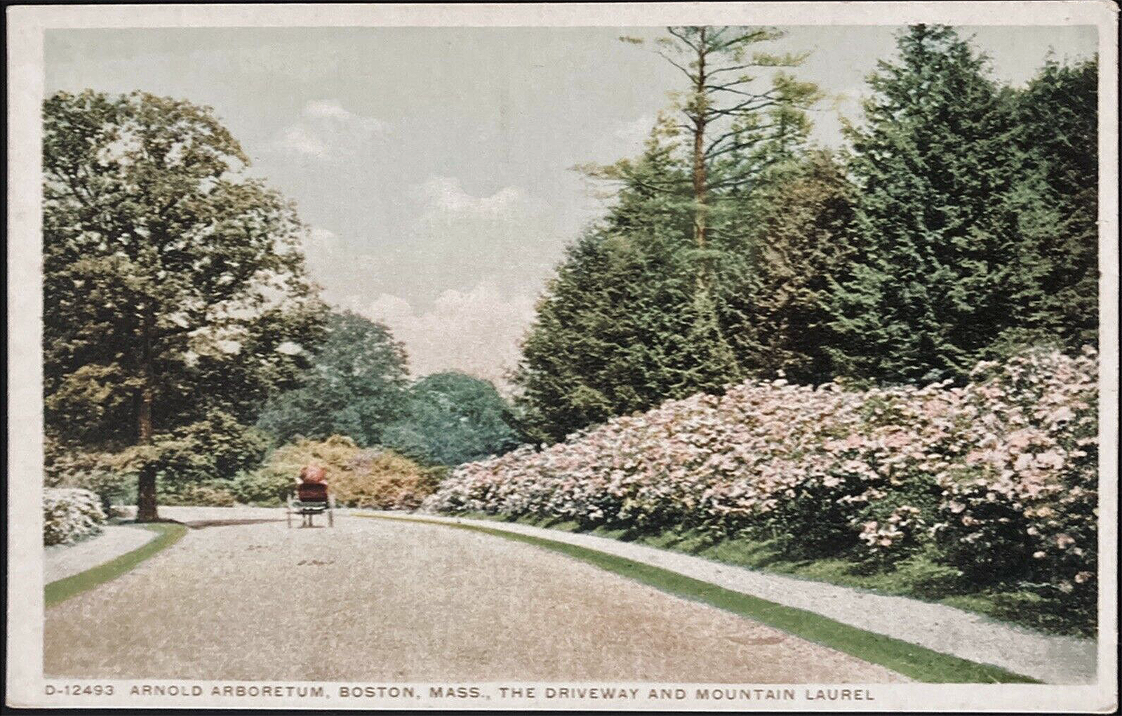 Vintage postcard (circa 1915) of mountain laurel plantings along Hemlock Hill Road.