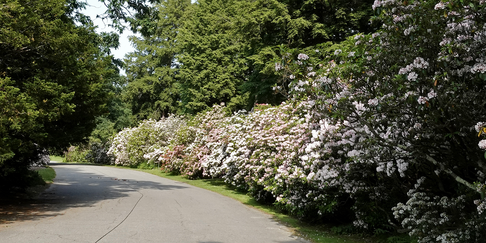 Mountain laurels blooming along Hemlock Hill Road in 2023