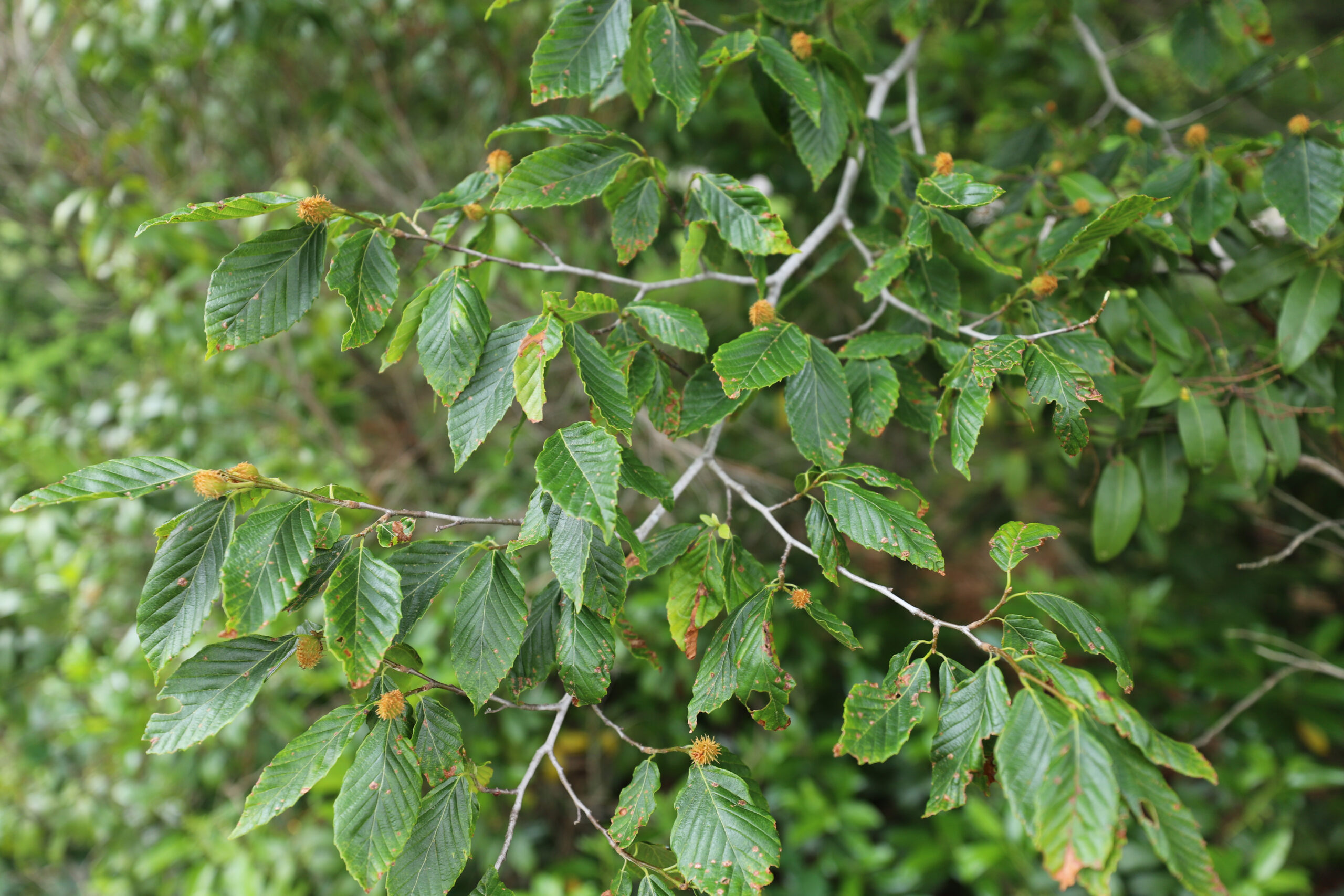 Beech leaves at the Arnold Arboretum showing symptoms of beech leaf disease