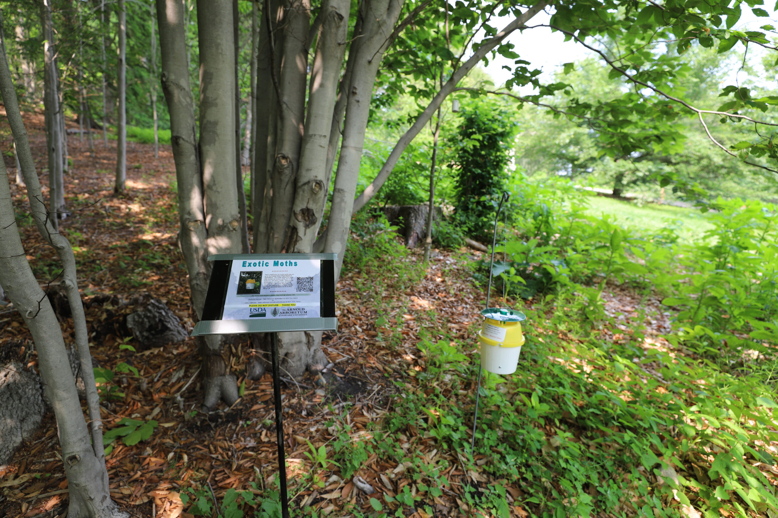 Moth trap in the beech collection