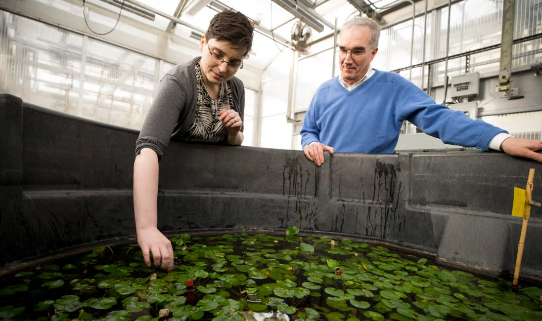 Post-doctoral researcher Rebecca Povilus and Director William (Ned) Friedman examine waterlilies grown as part of a study on the evolution of flowers in the Weld Hill Research Building