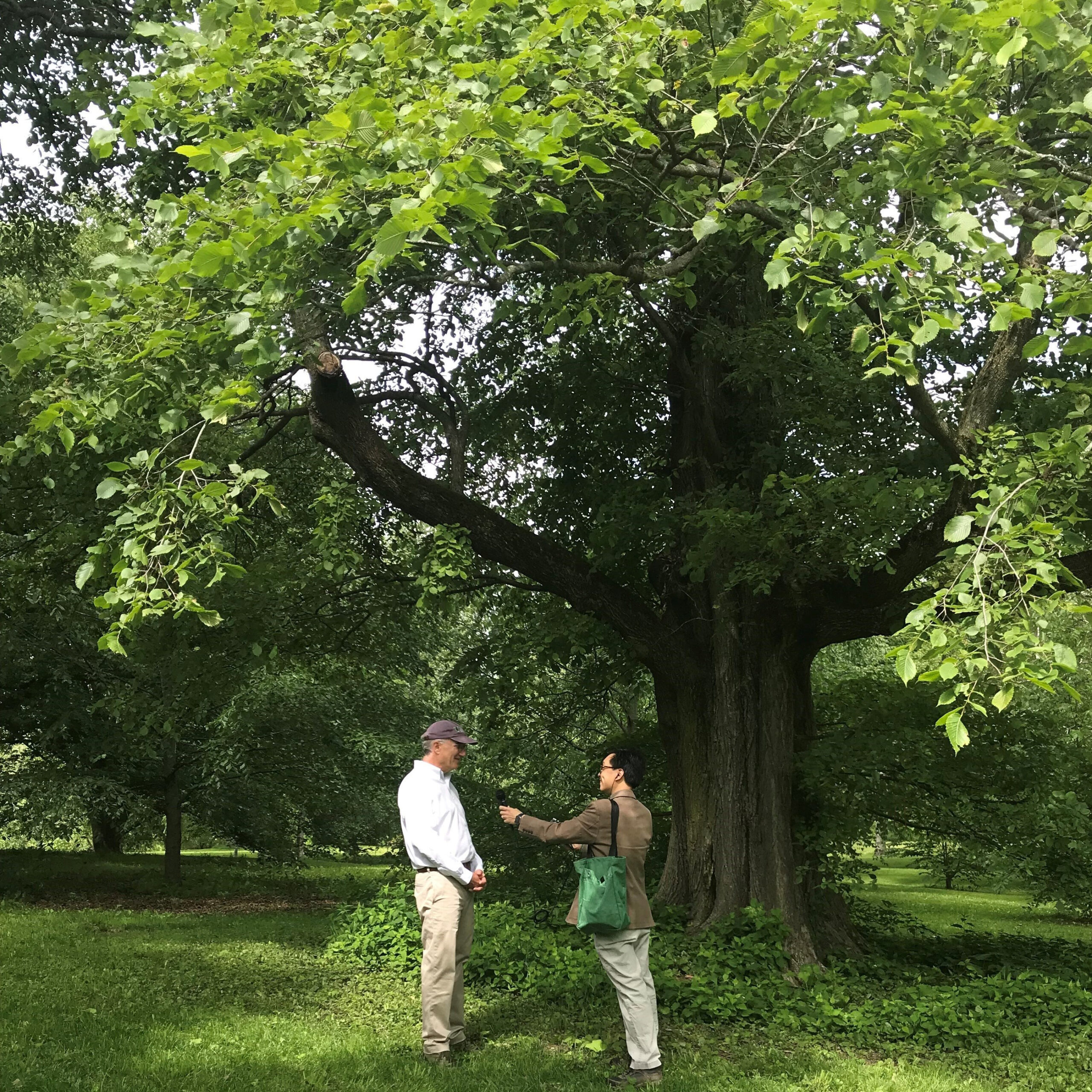 Director Ned Friedman interviewed beneath an elm at the Arnold Arboretum