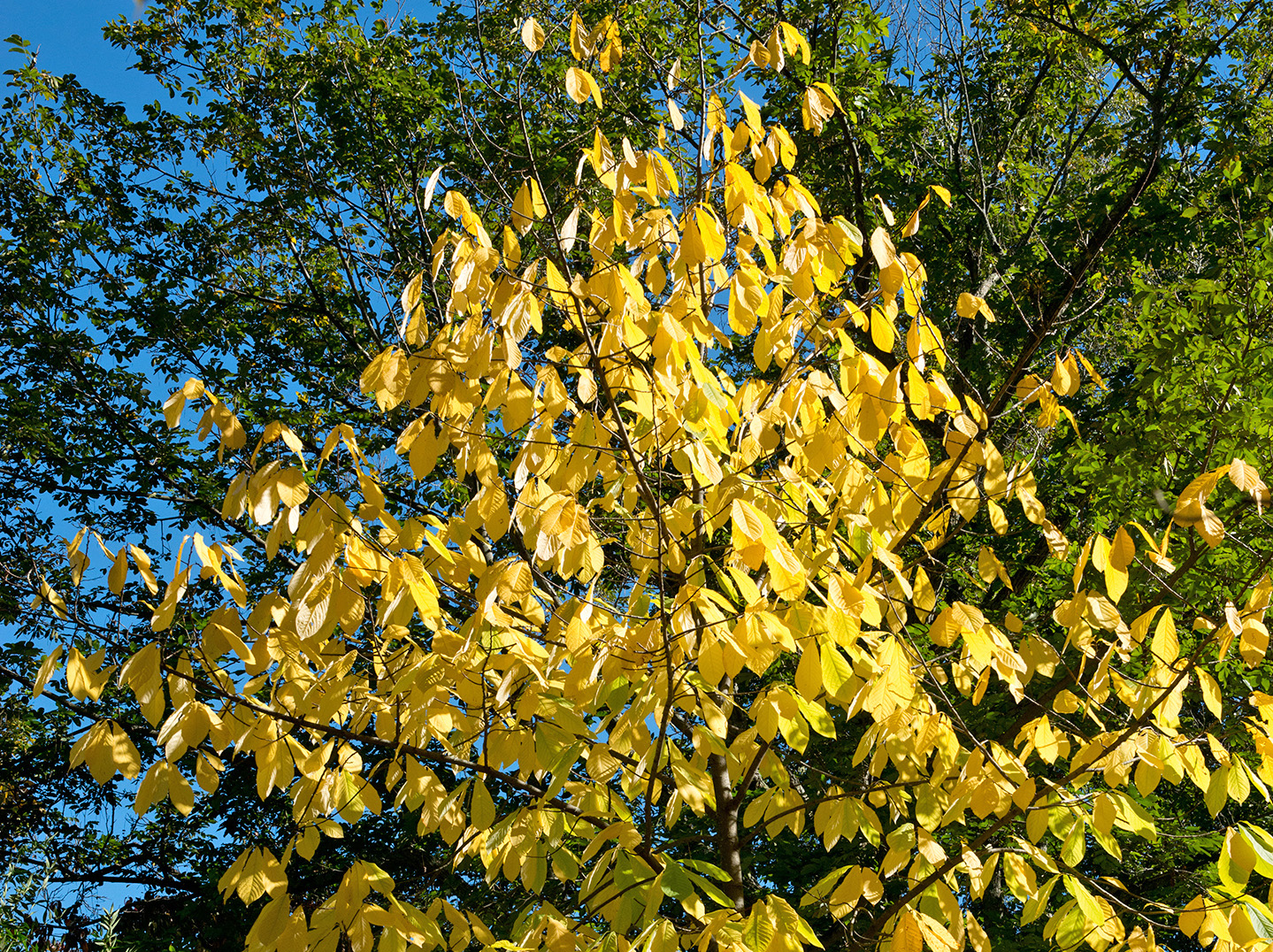 yellow autumn foliage of paw paw