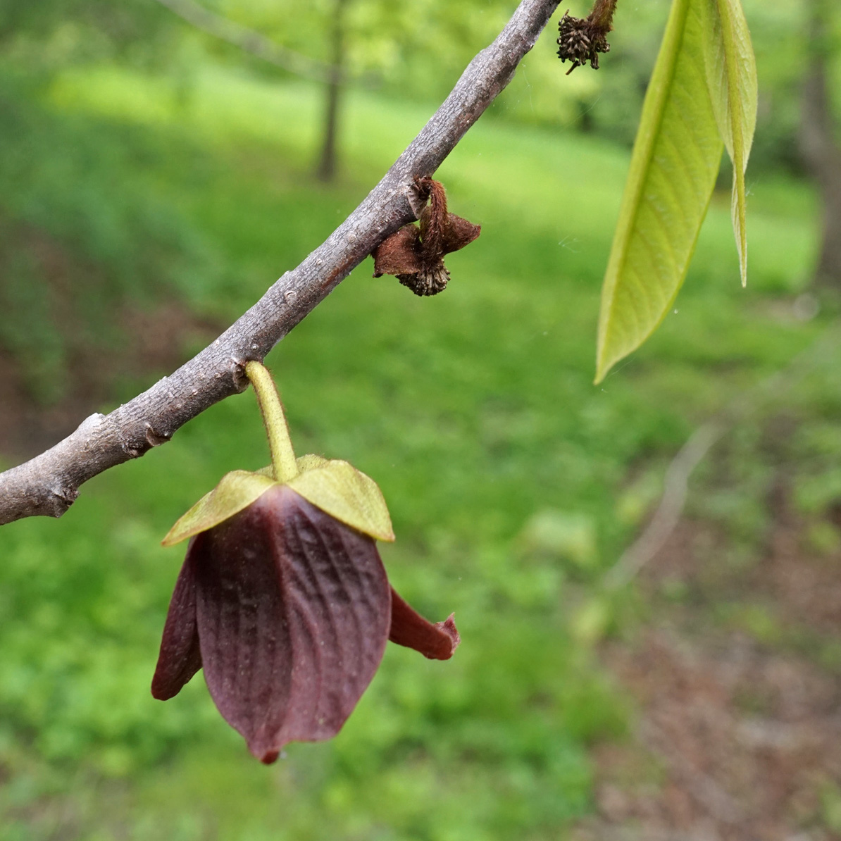 Paw paw flowers facing downward