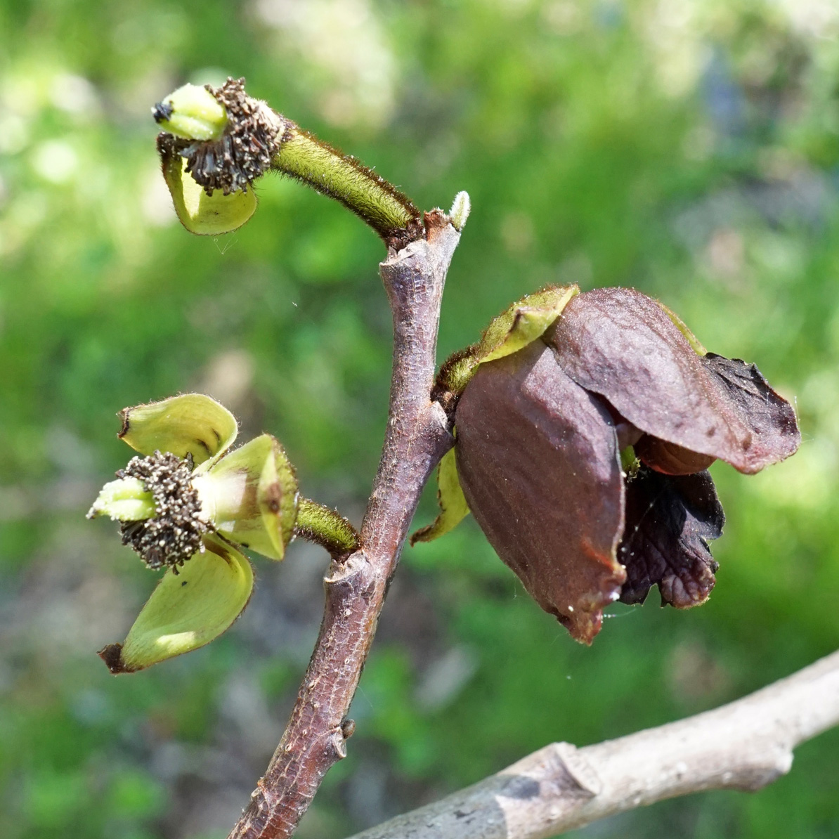 Paw paw flowers after pollination