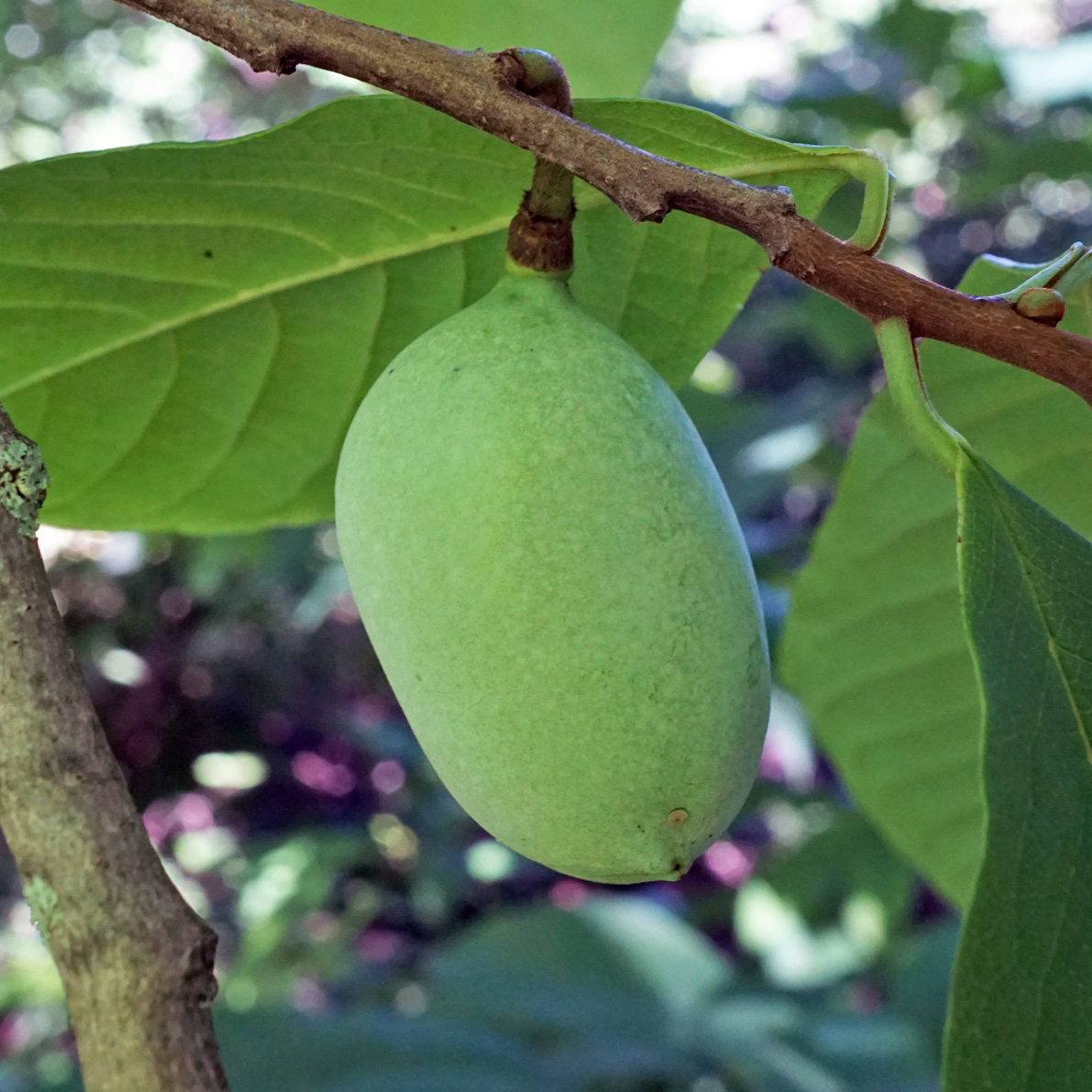 Green oblong fruit hanging from a twig