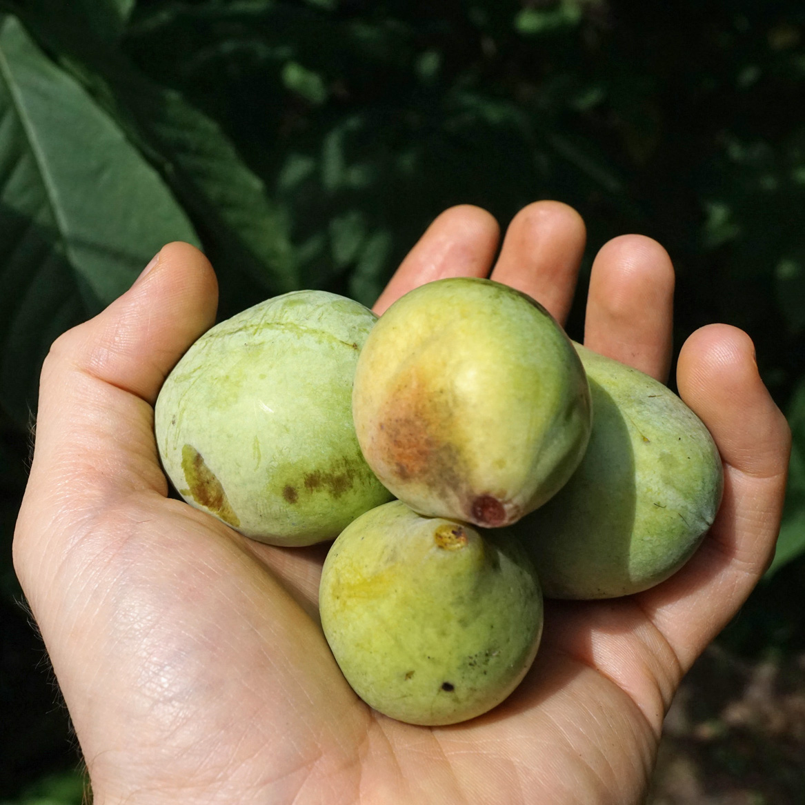 Handful of paw paw fruits