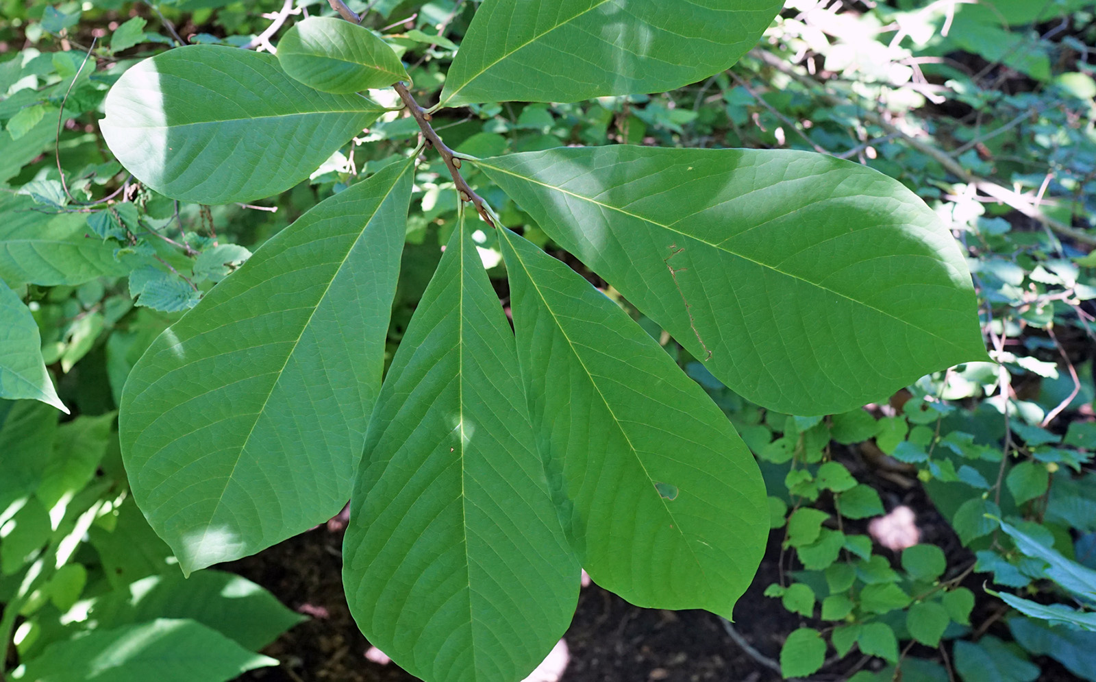 paw paw leaf of 12708-A by Danny Schissler