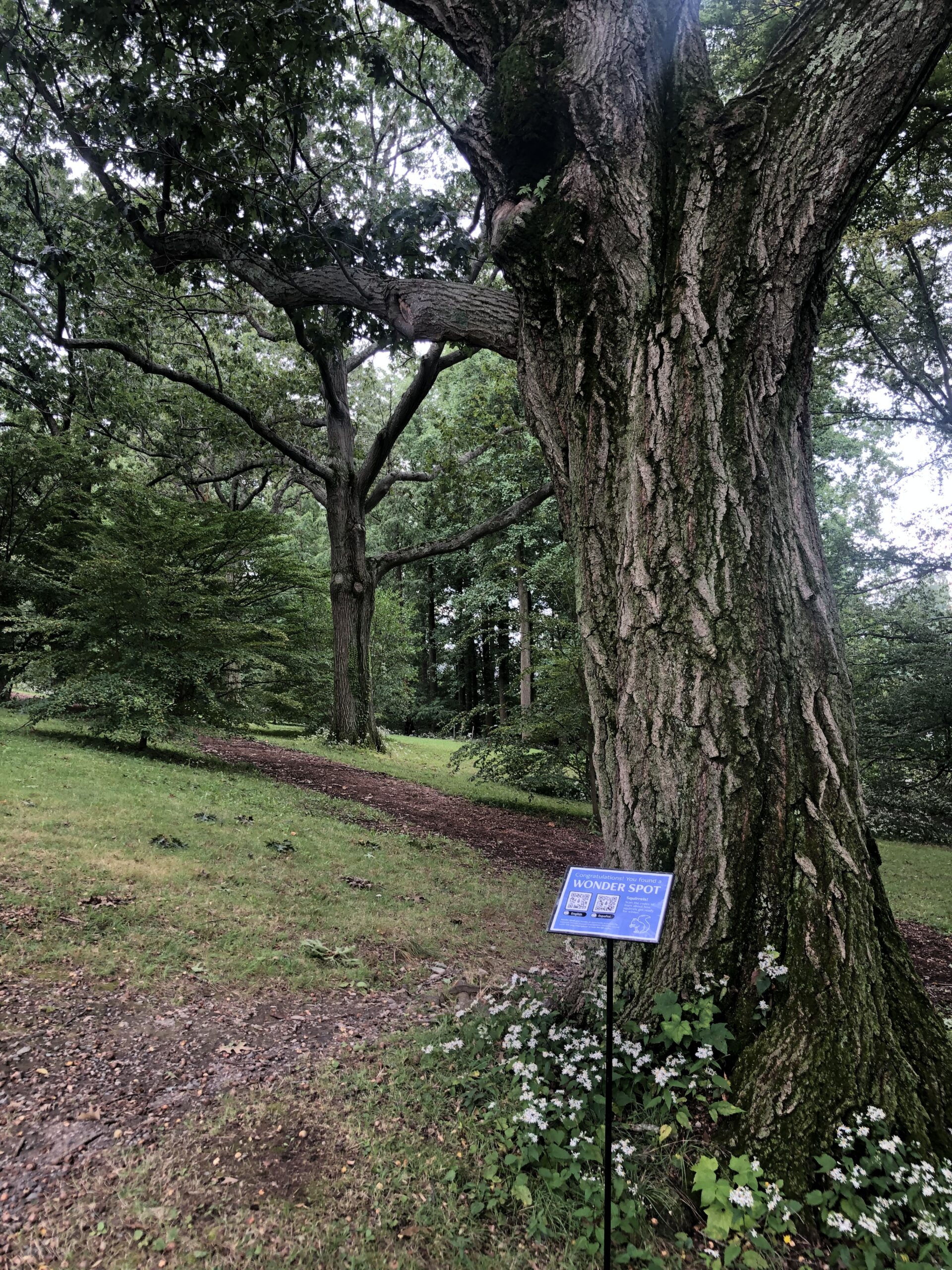 Blue sign near tree and mulched path