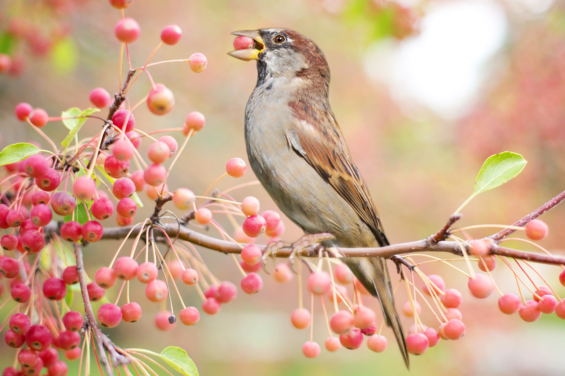 A brown and tan bird perches on a twig and eats pink berries