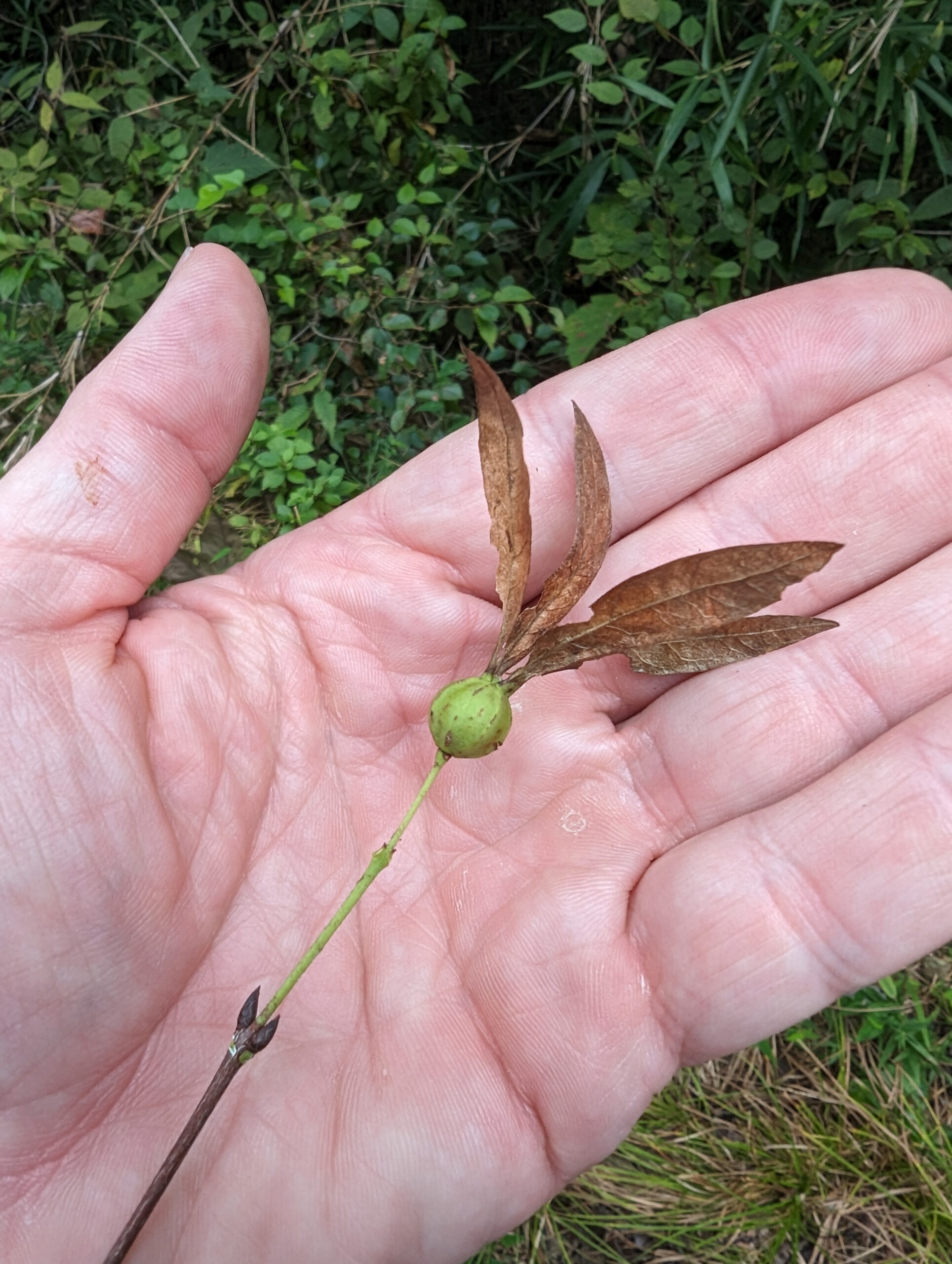 The green fruits of Buckleya lanceolata, the lance-leaved piratebush, are topped with wings