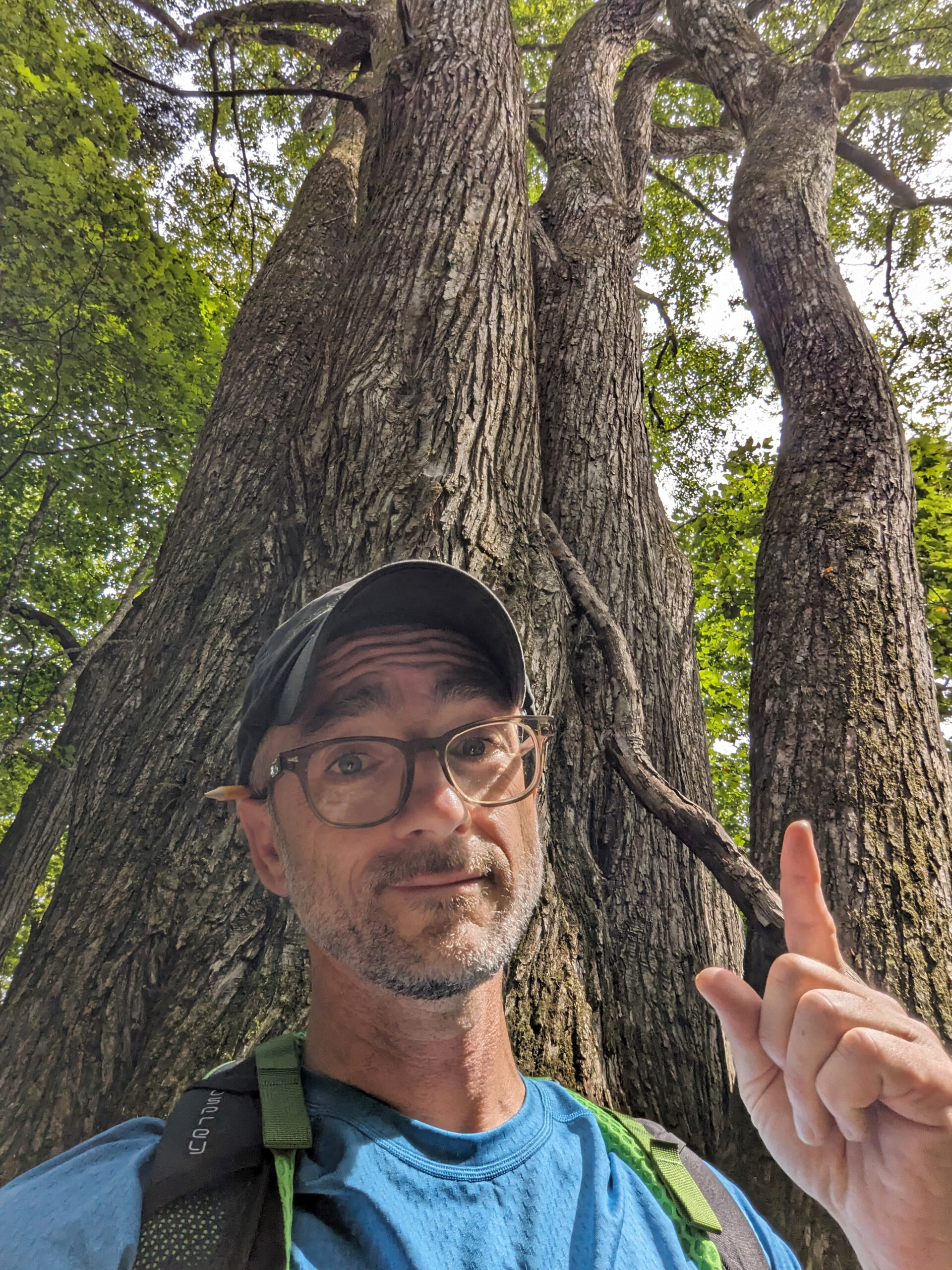 Michael Dosmann stands in front of a massive specimen of Cercidiphyllum japonicum, the katsura.