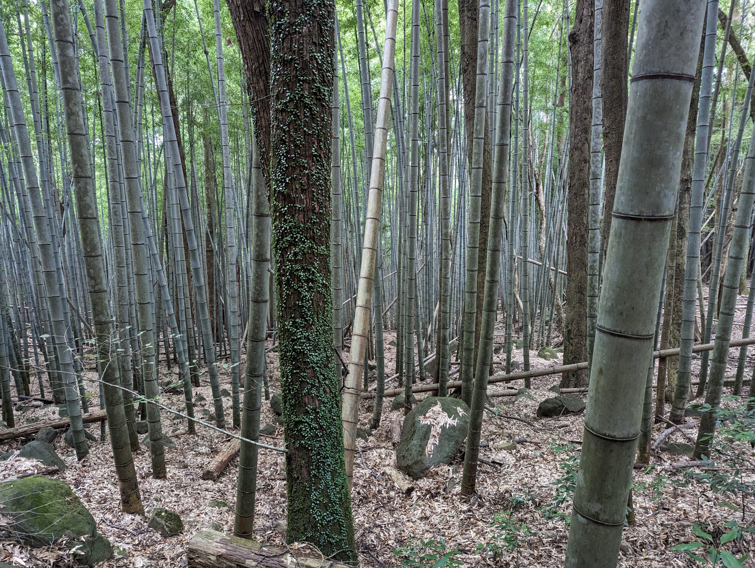 A fern-covered specimen of Tilia kiusiana stands out amid a dense forest of oak and bamboo