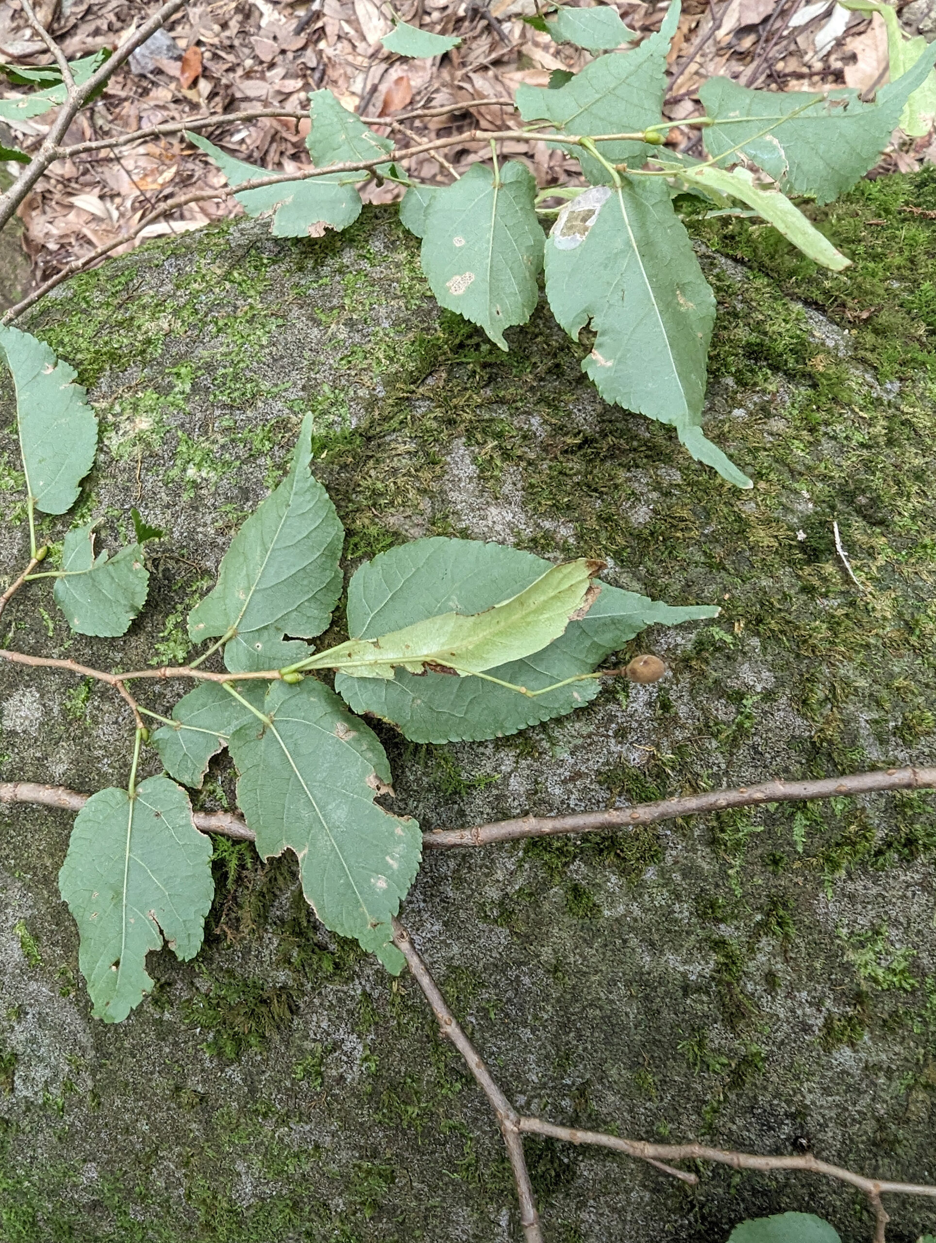 Leaves and fruit of Tilia kiusiana, cut for the preparation of an herbarium voucher